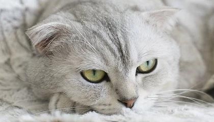 极速赛车平台-神户6分已提前晋级 恒大将与水原争小组出线权